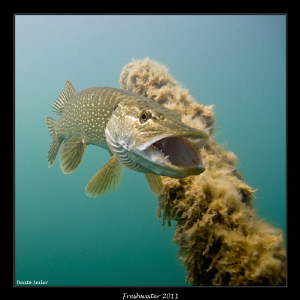 Northern pike by Beate Seiler 